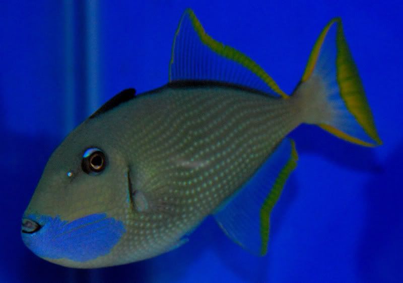 Reef central adult blue throat triggerfish
