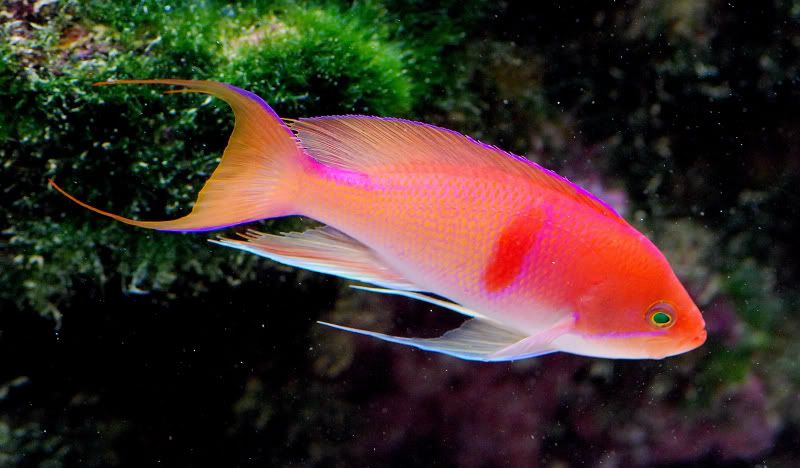 hello reef frontiers archive