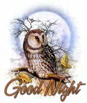 goodnightowl.jpg