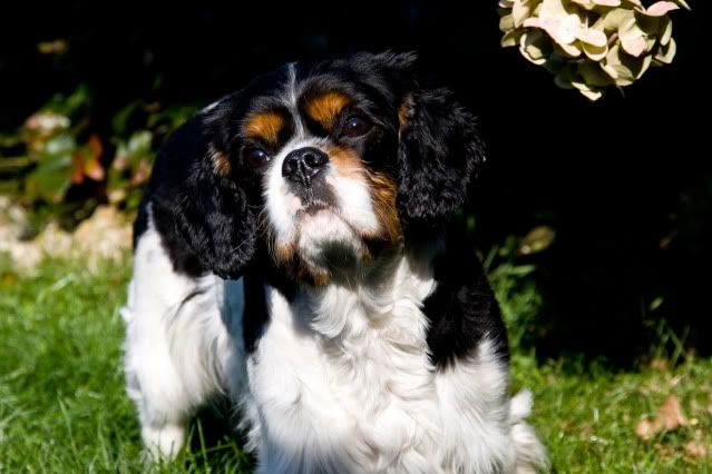 IMAGE: http://i166.photobucket.com/albums/u84/stevetayl/IMG_3920copy.jpg