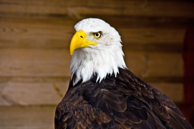 IMAGE: http://i166.photobucket.com/albums/u84/stevetayl/IMG_4011copy.jpg