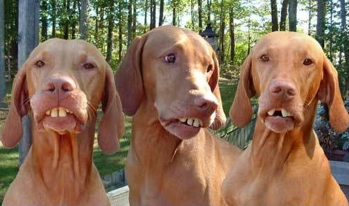 hillbilly-dogs.jpg