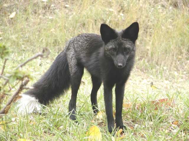 blackfox1.jpg