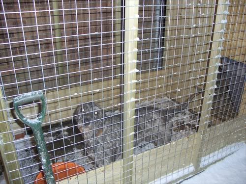 dogpen2.jpg