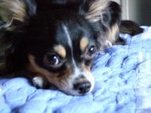 sebastian