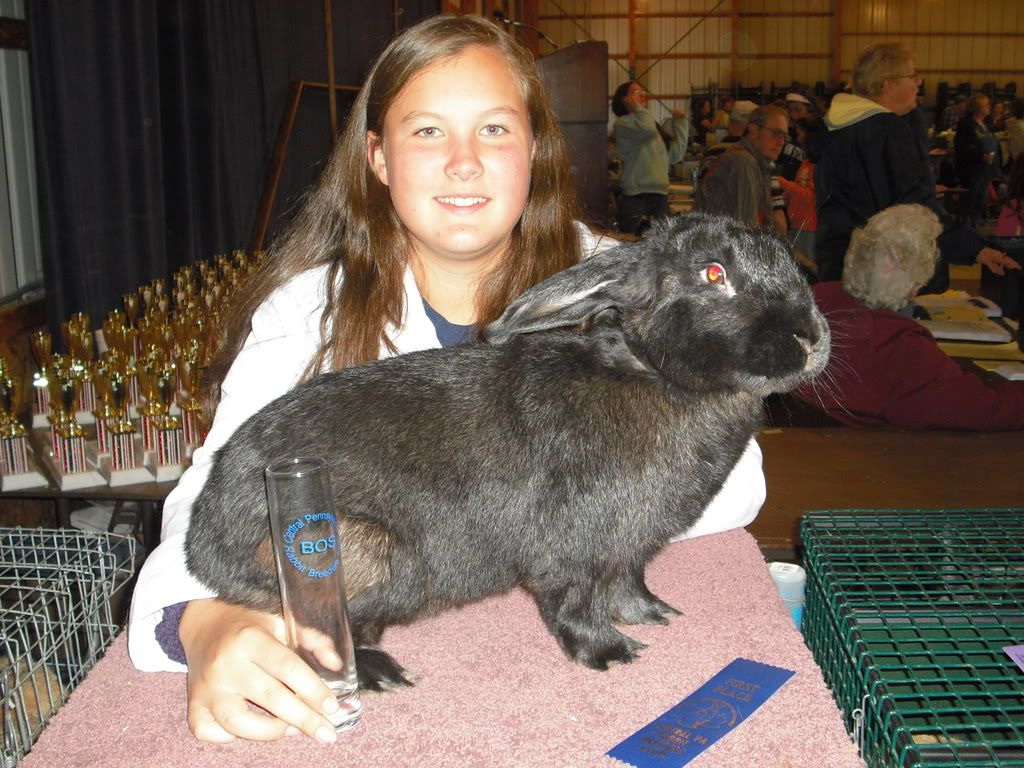 Black Giant Rabbit