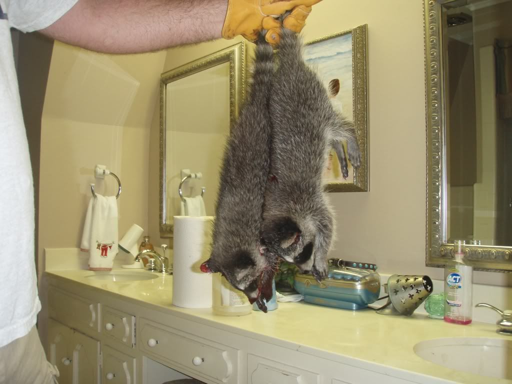 raccoon2.jpg