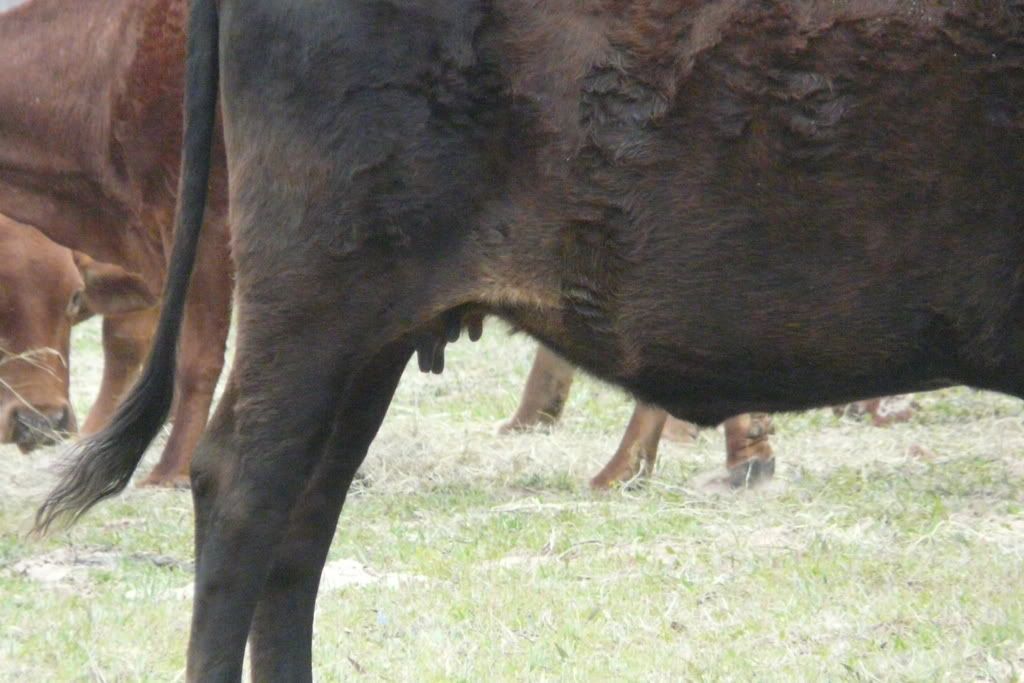 Udder ?