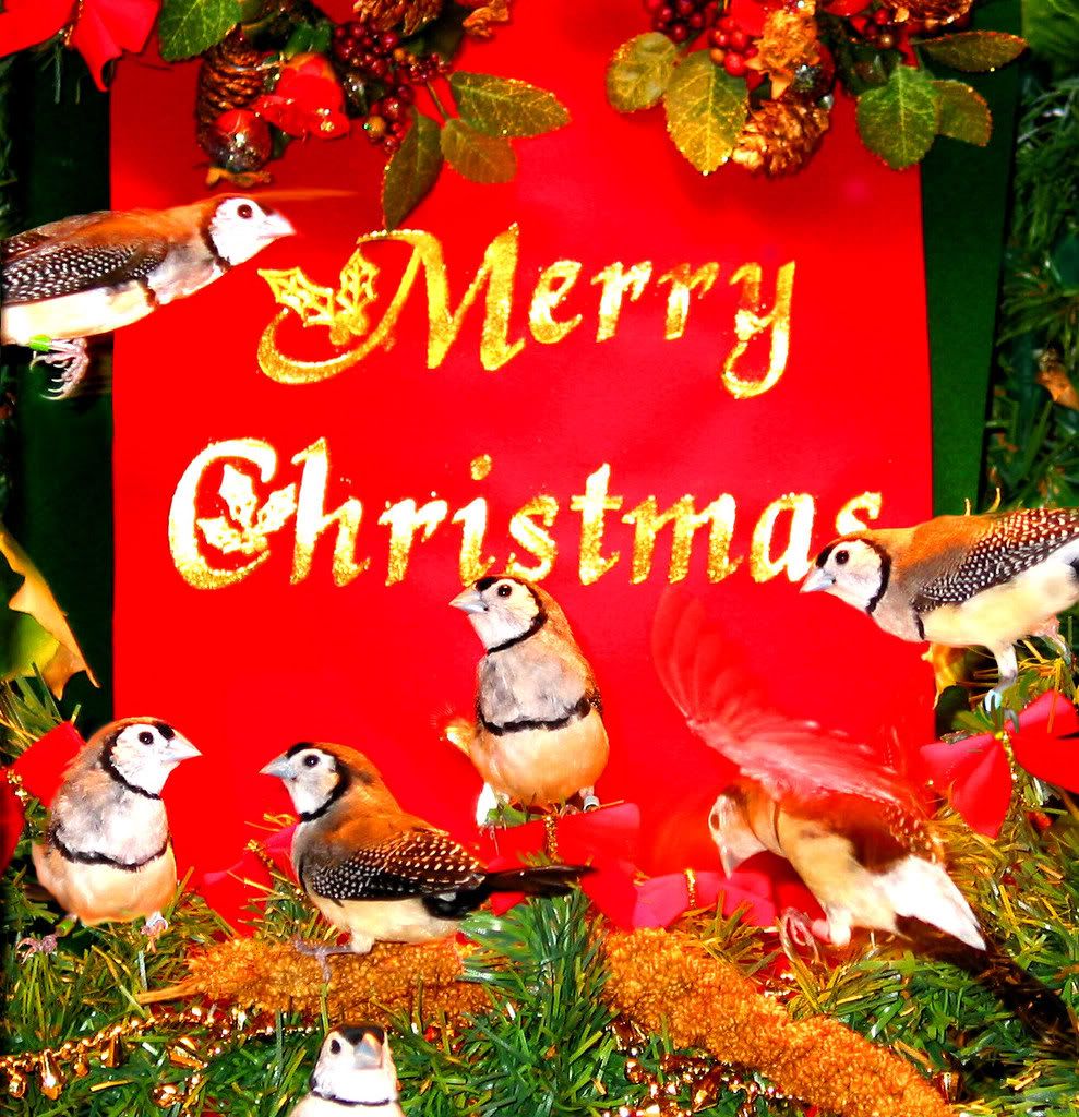 2002XmasCard_IMG.jpg