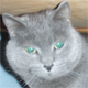 avatar2.png picture by gnipgnop