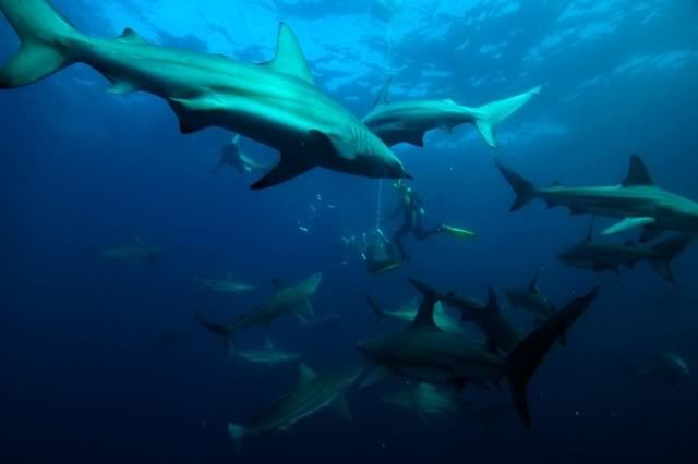 http://i166.photobucket.com/albums/u92/banayad/sharks.jpg