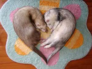 ferretlove