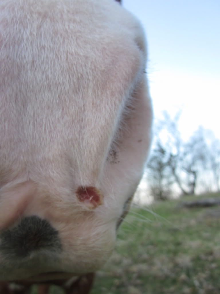 Sore On Nose Horse Health HorseCity Forums