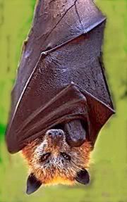 Giant Golden Crowned Flying Fox Pictures, Images and Photos