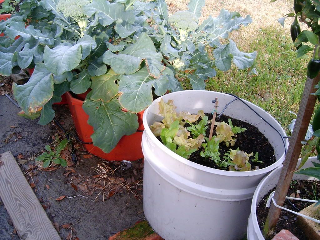 Growing vegetables in lick tub Cattle, Cow & Ranching Community