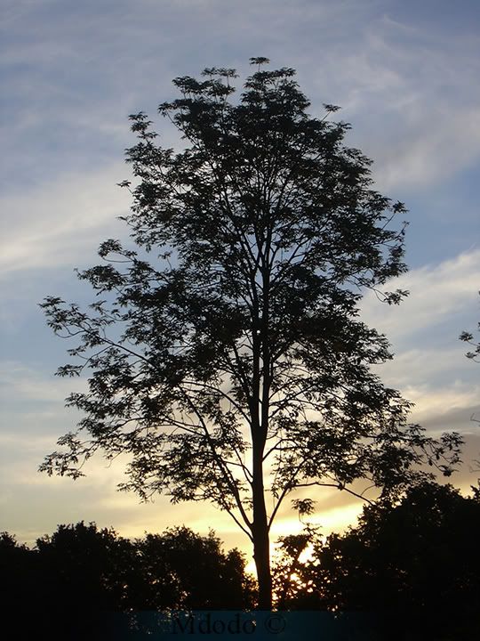 sunrise.jpg