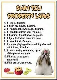 Shih Tzu Laws