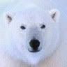 Polar Bear Avatar