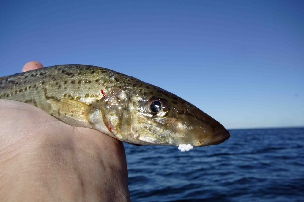 AUSTRALIAN KAYAK FISHING FORUM • View topic VIC BAY WHITING