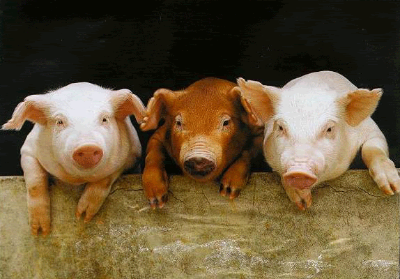 piggy.gif 3 Little Pigs image by paintedrainbowdancer