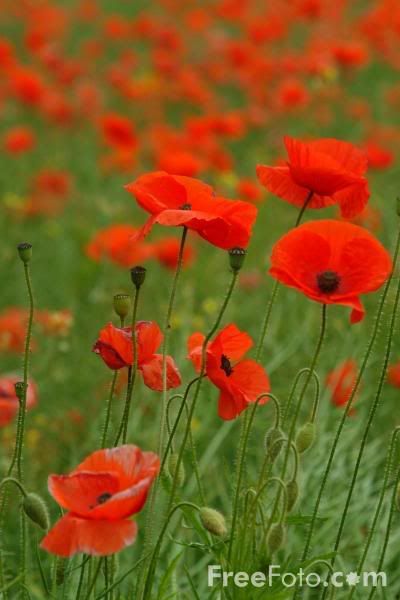 12_14_81---Poppies_web.jpg