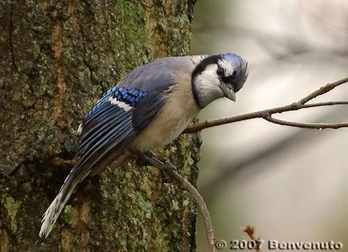 bluejay4-12-07.jpg