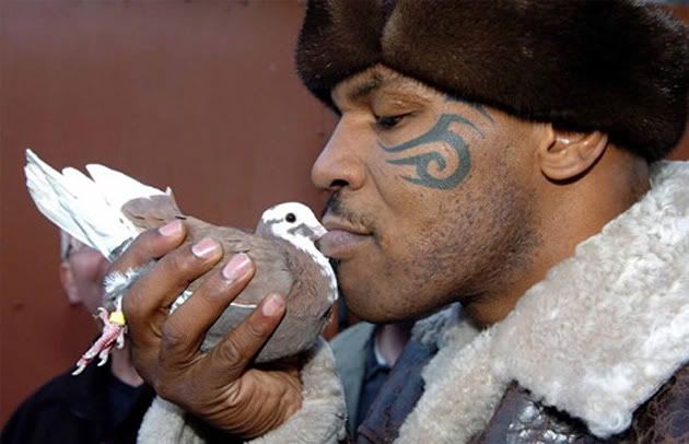 Mike Tyson Pigeon