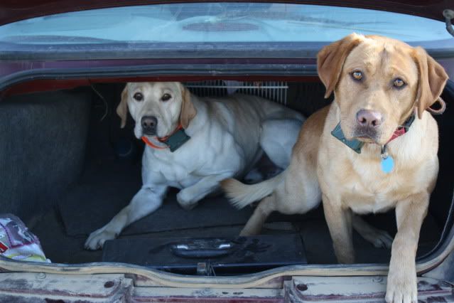 dogs002.jpg