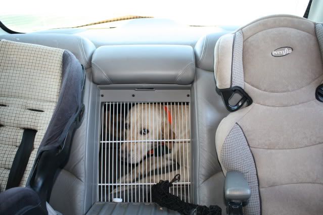 dogs004.jpg