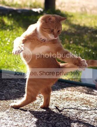 BellyDancingKitty.jpg