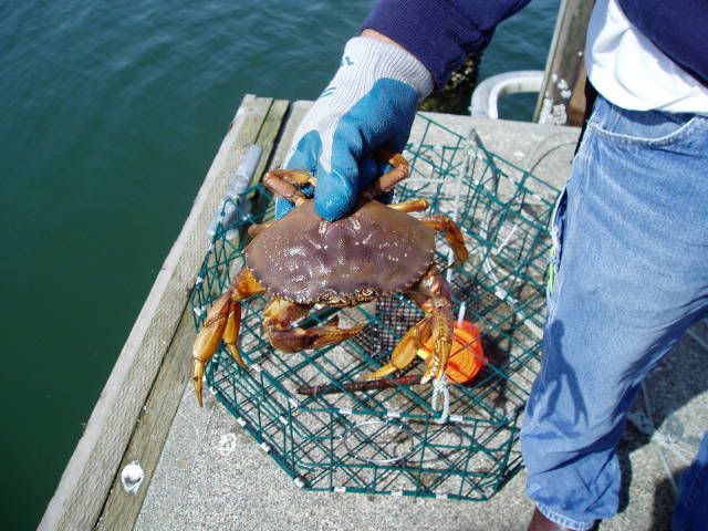 Saltwater - Westport South Jetty Fishn 4/5/09 | Bloodydecks