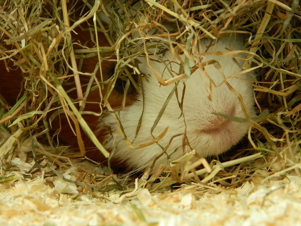 DSCN1137.jpg