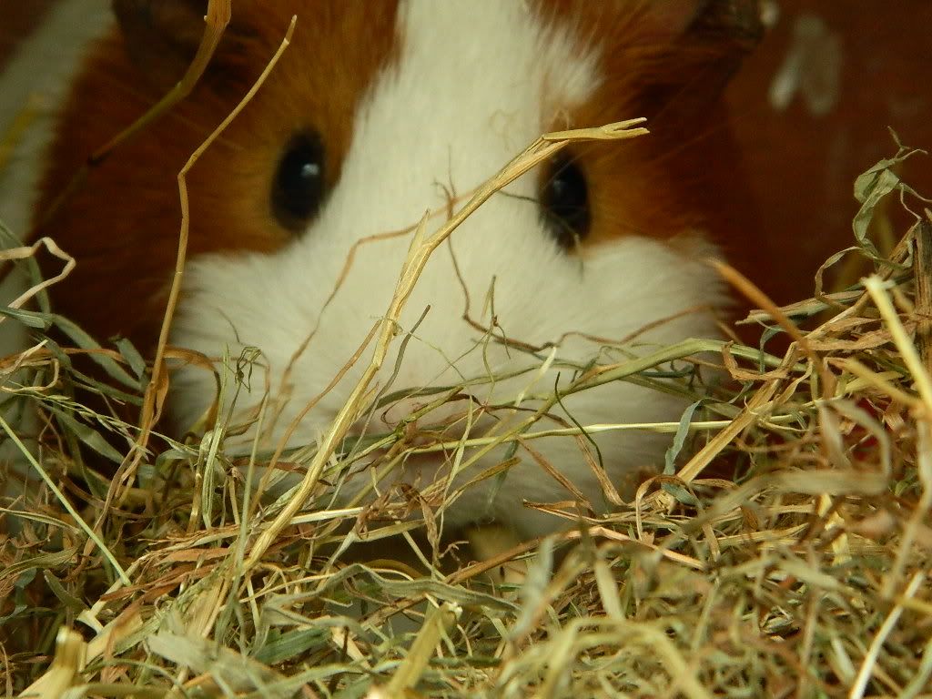 DSCN1155.jpg